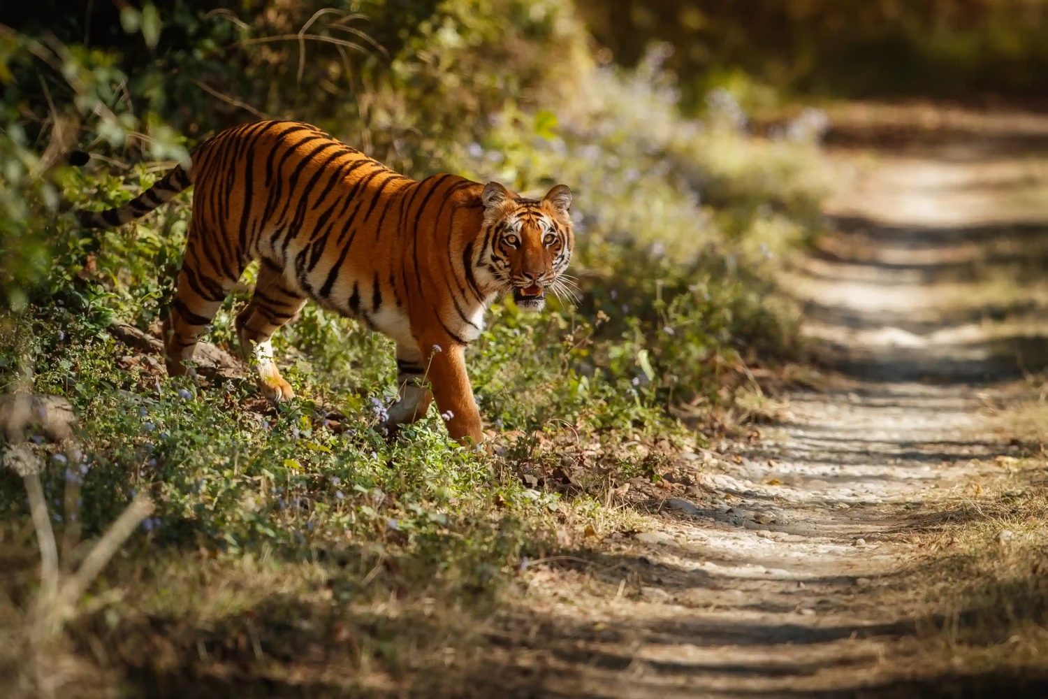 Royal Bengal Tiger seen in the jungle of Chitwan National Park